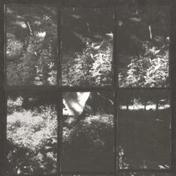 Unmanaged: The Natural Forest in Photography