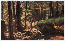 Boubnsk prales, chromatografick pohlednice, 1915, foto Josef Seidel, Vchalova pedloha grafick transkripce, archiv M. ejn