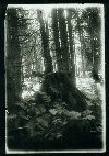 Zbytky pralesa v Gayerruck, umava, dvact lta, foto J. Vchal, pedloha grafick transkripce, archiv M. ejn
