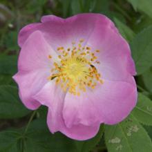 Roses for St. Catherine, 2004